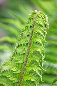 CLOSE UP PLANT PORTRAIT OF GREEN FRONDS, LEAVES, FOLIAGE, FERNS