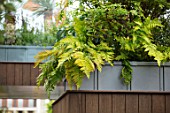 CHELSEA FLOWER SHOW 2017: CITY LIVING GARDEN DESIGNED BY KATE GOULD. MODERN, CONTEMPORARY, FOLIAGE, LIVING, WALL, GREEN, ROOF, ROOFTOP, FOLAIGE, FERNS
