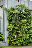 CHELSEA FLOWER SHOW 2017: CITY LIVING GARDEN DESIGNED BY KATE GOULD. MODERN, CONTEMPORARY, FOLIAGE, LIVING, WALL, GREEN, MELIANTHUS, MAJOR, FERN, FERNS, FATSIA, JAPONICA