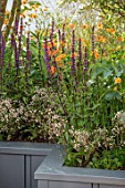 CHELSEA FLOWER SHOW 2017: CITY LIVING GARDEN DESIGNED BY KATE GOULD. PLANT ASSOCIATION, COMBINATION - SALVIA CARADONNA, GEUM PRINSES JULIANA, RAISED BED