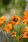 CHELSEA FLOWER SHOW 2017: CITY LIVING GARDEN DESIGNED BY KATE GOULD. BEE ON GEUM PRINSES JULIANA. FLOWER, ORANGE, PETALS, INSECT, INSECTS, CLOSE UP, BLOOM, BLOOMING