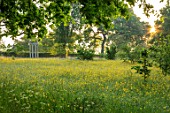 MORTON HALL GARDENS, WORCESTERSHIRE: BUTTERCUPS IN MEADOW WITH MONOPTEROS BEHIND. MORNING, SUNRISE, YELLOW, DRIFT, SPRING, EARLY SUMMER, PARKLAND