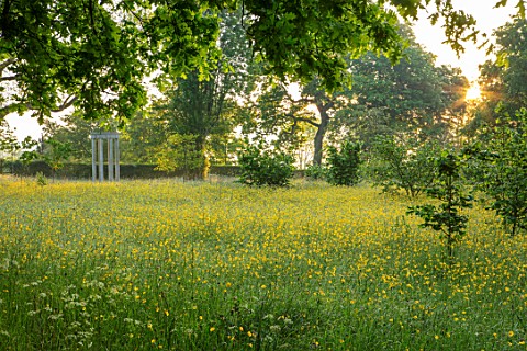 MORTON_HALL_GARDENS_WORCESTERSHIRE_BUTTERCUPS_IN_MEADOW_WITH_MONOPTEROS_BEHIND_MORNING_SUNRISE_YELLO