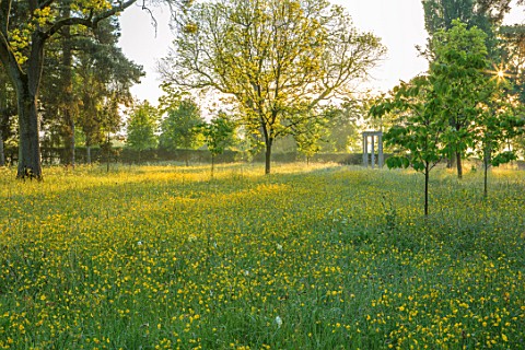 MORTON_HALL_GARDENS_WORCESTERSHIRE_BUTTERCUPS_IN_MEADOW_WITH_MONOPTEROS_BEHIND_MORNING_SUNRISE_YELLO