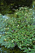 MORTON HALL GARDENS, WORCESTERSHIRE: POOL WITH WHITE FLOWERS OF WATER HAWTHORN, APONOGETON DISTACHYOS. AQUATICS, POND, FOLIAGE, GREEN, LEAVES, SPRING