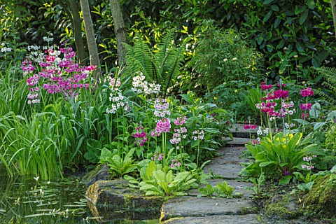 MORTON_HALL_GARDENS_WORCESTERSHIRE_CANDELABRA_PRIMULAS_BESIDE_THE_UPPER_POND_POOL_WATER_MAY_SPRING_W