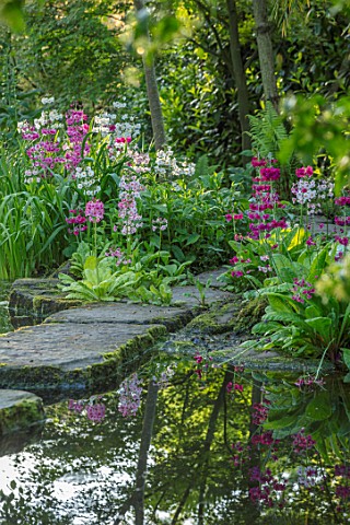 MORTON_HALL_GARDENS_WORCESTERSHIRE_CANDELABRA_PRIMULAS_BESIDE_THE_UPPER_POND_WITH_FLOATING_STEPPING_