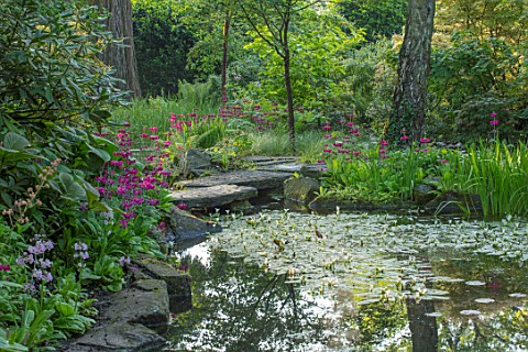 MORTON_HALL_GARDENS_WORCESTERSHIRE_CANDELABRA_PRIMULAS_BESIDE_THE_UPPER_POND_WITH_FLOATING_STEPPING_