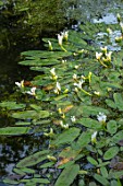 MORTON HALL GARDENS, WORCESTERSHIRE: POOL WITH WHITE FLOWERS OF WATER HAWTHORN, APONOGETON DISTACHYOS. AQUATICS, POND, FOLIAGE, GREEN, LEAVES, SPRING