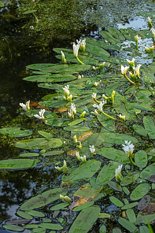 MORTON_HALL_GARDENS_WORCESTERSHIRE_POOL_WITH_WHITE_FLOWERS_OF_WATER_HAWTHORN_APONOGETON_DISTACHYOS_A