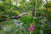 MORTON HALL GARDENS, WORCESTERSHIRE: CANDELABRA PRIMULAS BESIDE THE UPPER POND. STONE BRIDGE, BIRCHES, BETULA, REFLECTIONS, REFLECTED, POOL, WATER, MAY, SPRING, WOODLAND, SHADE