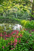 MORTON HALL GARDENS, WORCESTERSHIRE: CANDELABRA PRIMULAS BESIDE THE LOWER POND. BIRCHES, BETULA, REFLECTIONS, REFLECTED, POOL, WATER, MAY, SPRING, WOODLAND, SHADE, SEAT, WOODEN