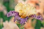 CAYEUX IRIS, FRANCE: CLOSE UP PLANT PORTRAIT OF THE FLOWER OF IRIS COCKTAIL TROPICAL. PERENNIALS, IRISES, SUMMER
