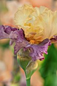 CAYEUX IRIS, FRANCE: CLOSE UP PLANT PORTRAIT OF THE FLOWER OF IRIS COCKTAIL TROPICAL. PERENNIALS, IRISES, SUMMER