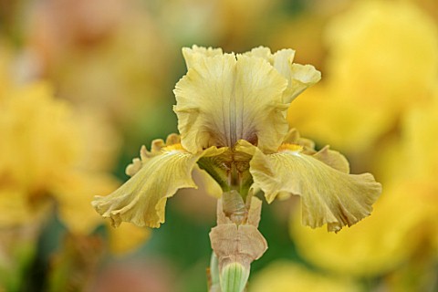 CAYEUX_IRIS_FRANCE_CLOSE_UP_PLANT_PORTRAIT_OF_THE_YELLOW_BROWN_FLOWER_OF_IRIS_SOUFRIERE_PERENNIALS_I