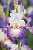 CAYEUX IRIS, FRANCE: CLOSE UP PLANT PORTRAIT OF THE WHITE, PURPLE FLOWER OF IRIS NOUVELLE VAGUE. PERENNIALS, IRISES, SUMMER
