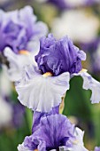 CAYEUX IRIS, FRANCE: CLOSE UP PLANT PORTRAIT OF THE WHITE, PURPLE, BLUE  FLOWER OF IRIS VILLA ERBE. PERENNIALS, IRISES, SUMMER