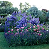 BLUE/PINK THEME: LAVENDER  ROSES AND CAMPANULA LACTIFLORA PRICHARDS VARIETY IN THE ROSE GARDEN. CASTLE HOWARD  YORKSHIRE.