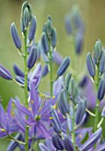 CLOSE UP PLANT PORTRAIT OF THE BLUE FLOWER OF CAMASSIA CUSICKII MAYBELLE. BULB, BULBS, SUMMER, FLOWERS, PETALS, BLOOM, BLOOMING