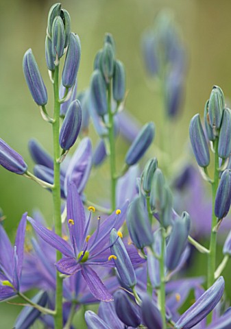 CLOSE_UP_PLANT_PORTRAIT_OF_THE_BLUE_FLOWER_OF_CAMASSIA_CUSICKII_MAYBELLE_BULB_BULBS_SUMMER_FLOWERS_P