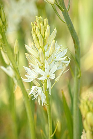 HARE_SPRING_COTTAGE_PLANTS_CLOSE_UP_PLANT_PORTRAIT_OF_THE_WHITE_FLOWER_OF_CAMASSIA_LEICHTLINIII_SEMI