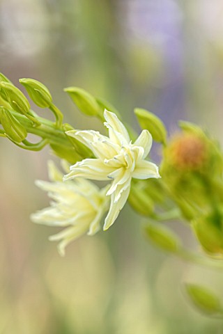 HARE_SPRING_COTTAGE_PLANTS_CLOSE_UP_PLANT_PORTRAIT_OF_THE_WHITE_FLOWER_OF_CAMASSIA_LEICHTLINIII_SEMI