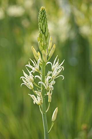 HARE_SPRING_COTTAGE_PLANTS_CLOSE_UP_PLANT_PORTRAIT_OF_THE_WHITE_FLOWER_OF_CAMASSIA_LEICHTLINIII_SACA