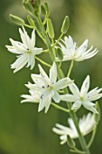 HARE SPRING COTTAGE PLANTS: CLOSE UP PLANT PORTRAIT OF THE WHITE FLOWER OF CAMASSIA LEICHTLINIII SACAJAIVEA. BULB, BULBS, SUMMER, FLOWERS, PETALS, BLOOM, BLOOMING