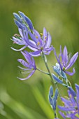 HARE SPRING COTTAGE PLANTS: CLOSE UP PLANT PORTRAIT OF THE BLUE FLOWER OF CAMASSIA QUAMASH ORION. BULB, BULBS, SUMMER, FLOWERS, PETALS, BLOOM, BLOOMING