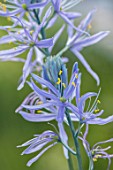 HARE SPRING COTTAGE PLANTS: CLOSE UP PLANT PORTRAIT OF THE BLUE FLOWER OF CAMASSIA CUSICKII ZWANENBERG. BULB, BULBS, SUMMER, FLOWERS, PETALS, BLOOM, BLOOMING
