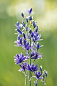 HARE SPRING COTTAGE PLANTS: CLOSE UP PLANT PORTRAIT OF THE BLUE FLOWER OF CAMASSIA ( MO / C46 / 2015 ). BULB, BULBS, SUMMER, FLOWERS, PETALS, BLOOM, BLOOMING