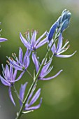 HARE SPRING COTTAGE PLANTS: CLOSE UP PLANT PORTRAIT OF THE BLUE FLOWER OF CAMASSIA QUAMASH MELODY. BULB, BULBS, SUMMER, FLOWERS, PETALS, BLOOM, BLOOMING