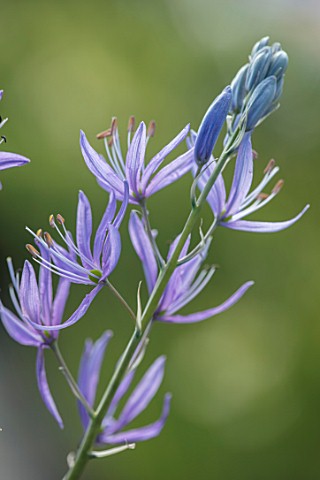 HARE_SPRING_COTTAGE_PLANTS_CLOSE_UP_PLANT_PORTRAIT_OF_THE_BLUE_FLOWER_OF_CAMASSIA_QUAMASH_MELODY_BUL