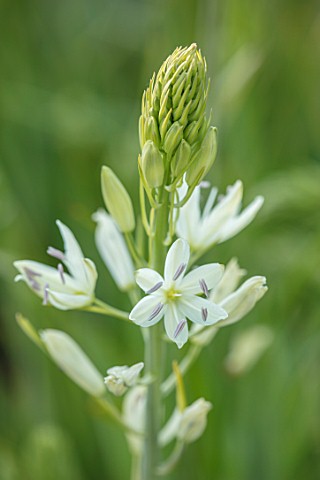 HARE_SPRING_COTTAGE_PLANTS_CLOSE_UP_PLANT_PORTRAIT_OF_THE_WHITE_FLOWER_OF_CAMASSIA_LEICHTLINIII_SUBS