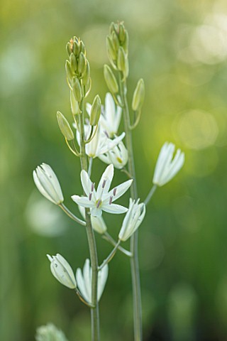 HARE_SPRING_COTTAGE_PLANTS_CLOSE_UP_PLANT_PORTRAIT_OF_THE_WHITE_FLOWER_OF_CAMASSIA_LEICHTLINIII_SUBS