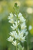 HARE SPRING COTTAGE PLANTS: CLOSE UP PLANT PORTRAIT OF THE WHITE FLOWER OF CAMASSIA LEICHTLINIII SEMIPLENA. BULB, BULBS, SUMMER, FLOWERS, PETALS, BLOOM, BLOOMING