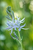 HARE SPRING COTTAGE PLANTS: CLOSE UP PLANT PORTRAIT OF THE BLUE FLOWER OF CAMASSIA. BULB, BULBS, SUMMER, FLOWERS, PETALS, BLOOM, BLOOMING
