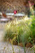 THE CONIFERS, OXFORDSHIRE: DESIGNER CLIVE NICHOLS - CLOSE UP PLANT PORTRAIT OF STIPA GIGANTEA. ORNAMENTAL, GRASS, GRASSES, SEED, SEEDHEADS, DROOPING, SUMMER