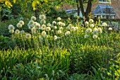 PETTIFERS, OXFORDSHIRE: ALLIUM MOUNT EVEREST. BULB, SUMMER, EVENING, COUNTRY, GARDEN, CLASSIC, WHITE, FLOWERS, BLOOMS, BLOOMING