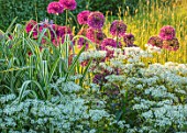 PETTIFERS, OXFORDSHIRE: PLANT ASSOCIATION, COMBINATION - ALLIUM PURPLE SENSATION, MAY, SUMMER, BULB, BULBS, BLOOMING, FLOWERS, COUNTRY