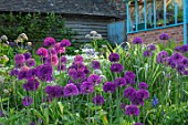 PETTIFERS, OXFORDSHIRE: BORDER OF ALLIUM PURPLE SENSATION, GREENHOUSE, MAY, SUMMER, BULB, BULBS, BLOOMING, FLOWERS, COUNTRY