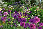 PETTIFERS, OXFORDSHIRE: BORDER OF ALLIUM PURPLE SENSATION, MAY, SUMMER, BULB, BULBS, BLOOMING, FLOWERS, COUNTRY