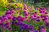 PETTIFERS, OXFORDSHIRE: BORDER OF ALLIUM PURPLE SENSATION AND EUPHORBIA PALUSTRIS, MAY, SUMMER, BULB, BULBS, BLOOMING, FLOWERS, COUNTRY