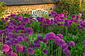 PETTIFERS, OXFORDSHIRE: BORDER OF ALLIUM PURPLE SENSATION AND BLUE WOODEN BENCH, SEAT, WALL, MAY, SUMMER, BULB, BULBS, BLOOMING, FLOWERS, COUNTRY