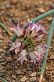 R V ROGER LTD, YORKSHIRE: CLOSE UP PLANT PORTRAIT OF THE PINK AND WHITE FLOWER OF ALLIUM MONTICOLA. BULB, GOLDEN, GARLIC, SUMMER, JUNE, BULBS, BLOOMS, BLOOMING