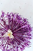 R V ROGER LTD, YORKSHIRE: CLOSE UP PLANT PORTRAIT OF THE PURPLE FLOWERS OF ALLIUM VIOLET BEAUTY. BULB, SUMMER, JUNE, BULBS, BLOOMS, BLOOMING
