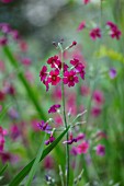 MORTON HALL, WORCESTERSHIRE: CLOSE UP PLANT PORTRAIT OF THE RED FLOWER OF PRIMULA PULVERULENTA. PERENNIALS, SPRING, CANDELABRA, FLOWERS