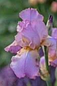 MORTON HALL, WORCESTERSHIRE: CLOSE UP PLANT PORTRAIT OF THE PINK, PURPLE IRIS CRISPETTE. BEARDED, PERENNIAL, FLOWERS, BLOOMS, SUMMER, SOUTH GARDEN