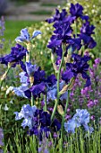 MORTON HALL, WORCESTERSHIRE: CLOSE UP PLANT PORTRAIT OF THE PURPLE, BLUE FLOWERS OF IRIS DUSKY CHALLENGER AND IRIS MONETS BLUE. FLOWERS, BLOOMS, SUMMER, WEST GARDEN