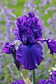 MORTON HALL, WORCESTERSHIRE: CLOSE UP PLANT PORTRAIT OF THE PURPLE, BLUE FLOWERS OF IRIS DUSKY CHALLENGER. FLOWERS, BLOOMS, SUMMER, WEST GARDEN